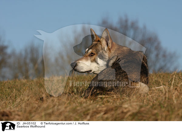 Saarloos Wolfhound / JH-05102