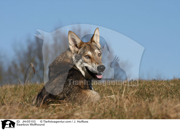 Saarloos Wolfhound / JH-05103