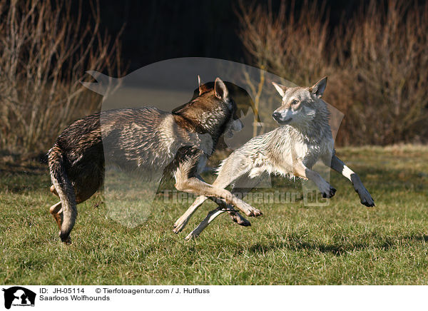 Saarloos Wolfhounds / JH-05114