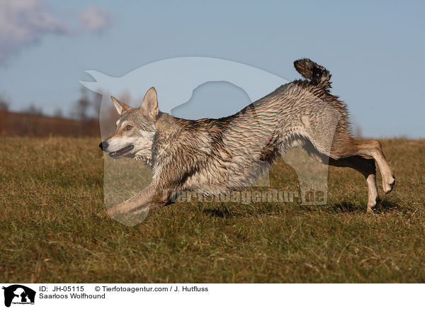 Saarloos Wolfhound / JH-05115