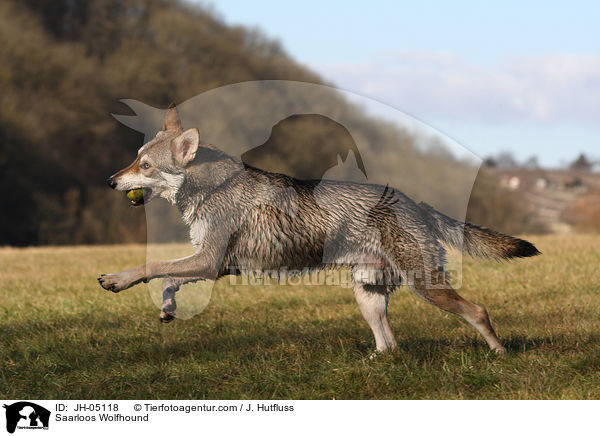 Saarloos Wolfhund / Saarloos Wolfhound / JH-05118