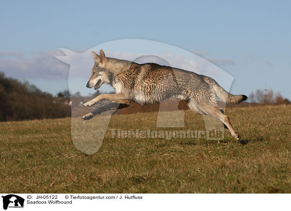 Saarloos Wolfhound / JH-05122