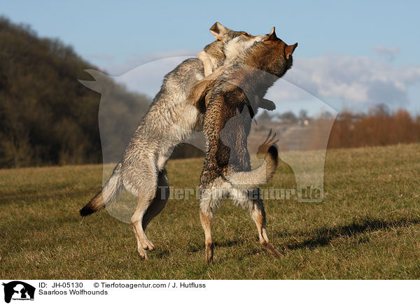 Saarloos Wolfhounds / JH-05130