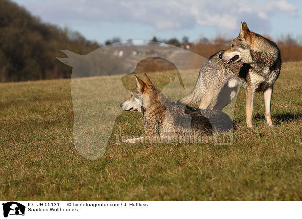 Saarloos Wolfhounds / JH-05131