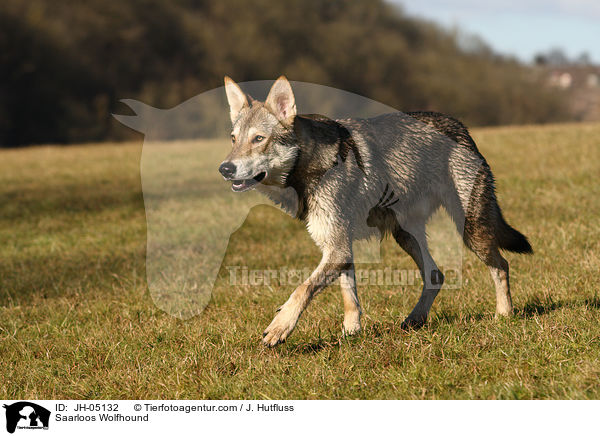 Saarloos Wolfhound / JH-05132