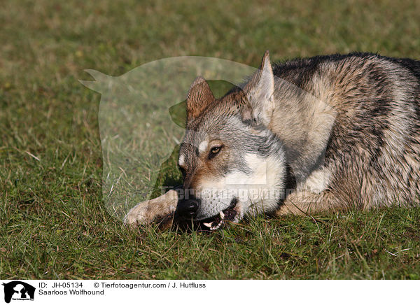 Saarloos Wolfhound / JH-05134