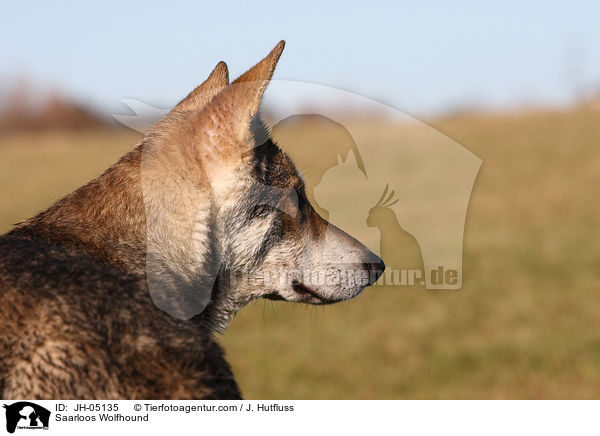 Saarloos Wolfhound / JH-05135