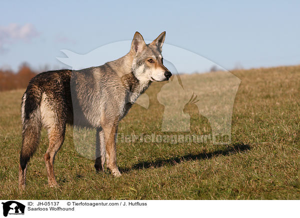 Saarloos Wolfhound / JH-05137