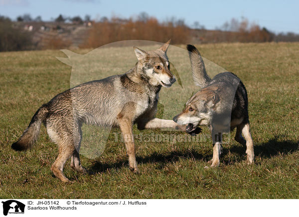 Saarloos Wolfhounds / JH-05142