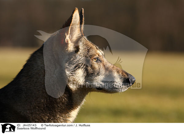 Saarloos Wolfhound / JH-05143