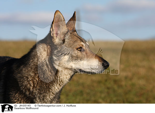 Saarloos Wolfhound / JH-05145