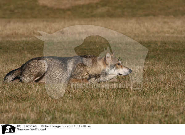 Saarloos Wolfhound / JH-05146