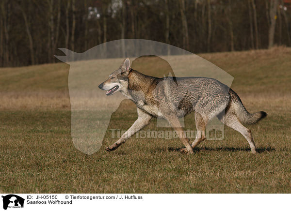 Saarloos Wolfhound / JH-05150