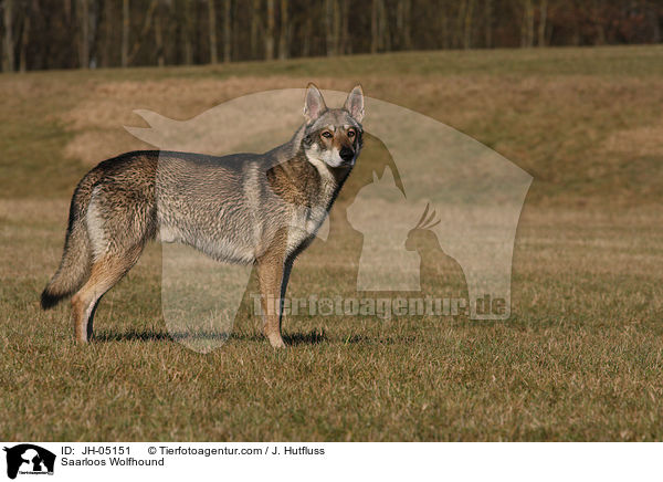 Saarloos Wolfhound / JH-05151