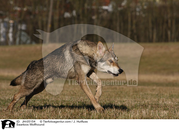 Saarloos Wolfhound / JH-05154