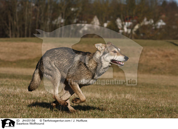 Saarloos Wolfhound / JH-05156