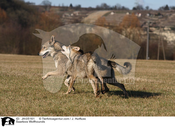 Saarloos Wolfhounds / JH-05161