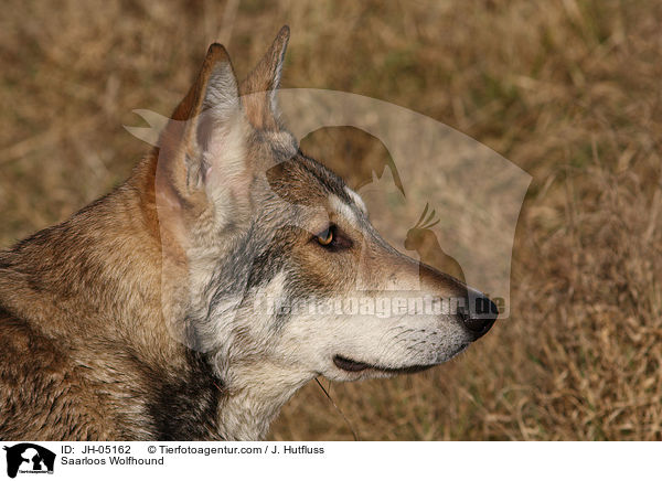 Saarloos Wolfhound / JH-05162