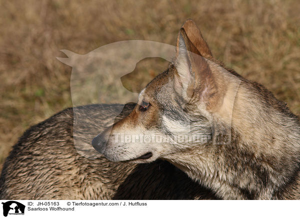 Saarloos Wolfhound / JH-05163