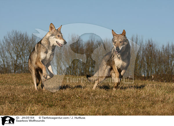 Saarloos Wolfhounds / JH-05164