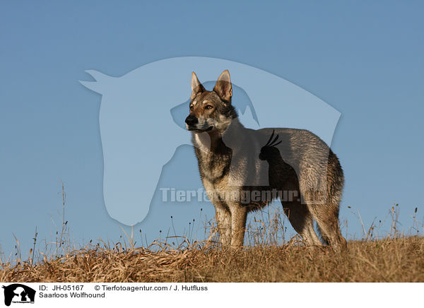 Saarloos Wolfhound / JH-05167