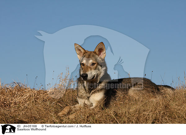 Saarloos Wolfhound / JH-05168