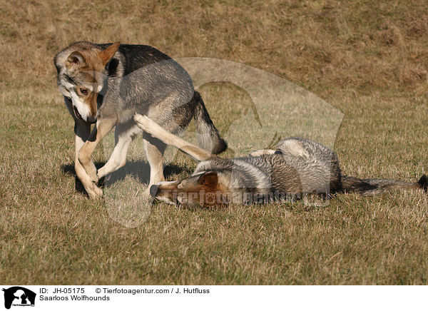 Saarloos Wolfhounds / JH-05175