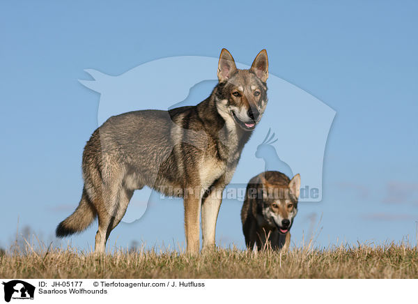 Saarloos Wolfhounds / JH-05177
