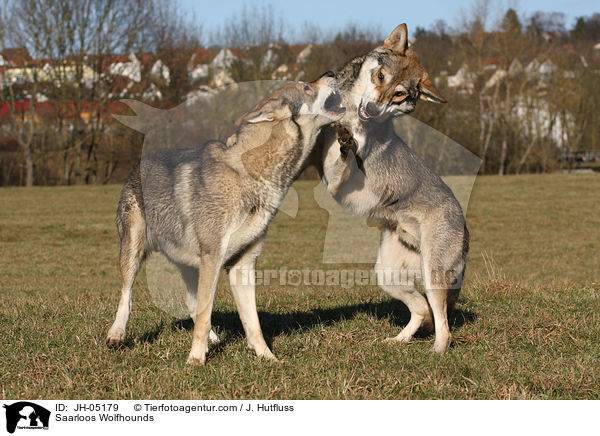 Saarloos Wolfhounds / JH-05179