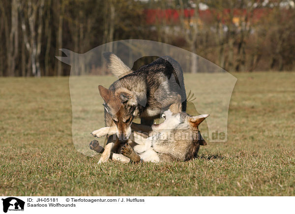 Saarloos Wolfhounds / JH-05181
