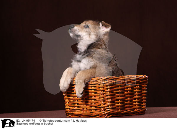 Saarloos wolfdog in basket / JH-05474