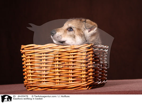 Saarloos wolfdog in basket / JH-05476