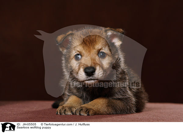Saarloos wolfdog puppy / JH-05505