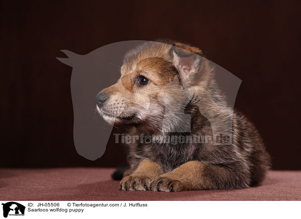 Saarloos wolfdog puppy / JH-05506