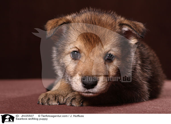 Saarloos wolfdog puppy / JH-05507