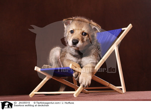 Saarloos wolfdog at deckchair / JH-05515