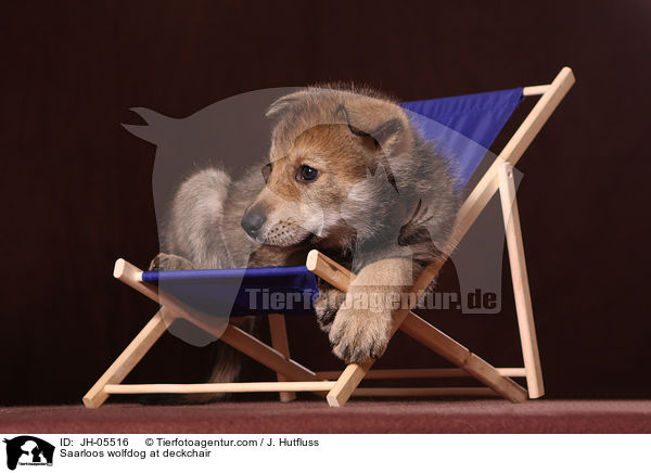 Saarloos wolfdog at deckchair / JH-05516