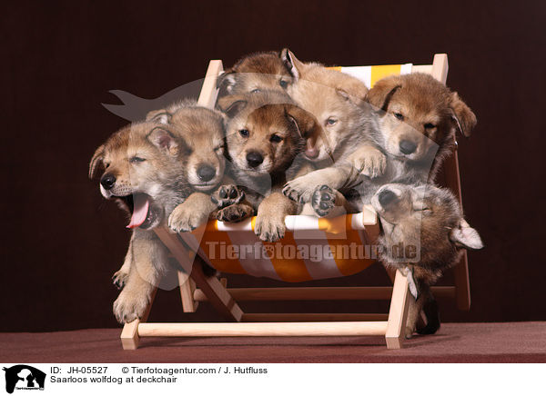 Saarloos wolfdog at deckchair / JH-05527
