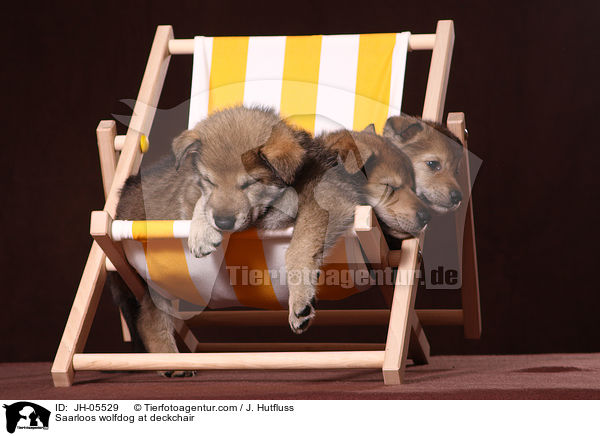 Saarloos wolfdog at deckchair / JH-05529