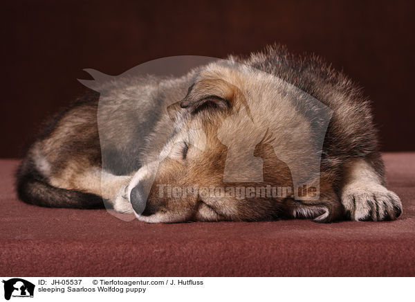 sleeping Saarloos Wolfdog puppy / JH-05537