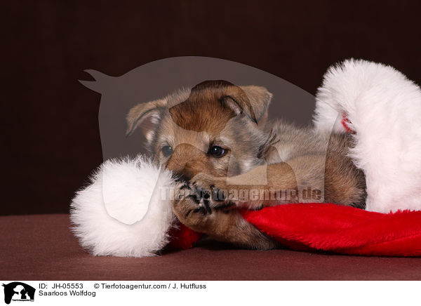Saarloos Wolfhund / Saarloos Wolfdog / JH-05553