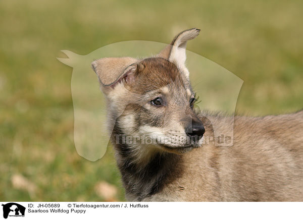 Saarloos Wolfhund Welpe / Saarloos Wolfdog Puppy / JH-05689