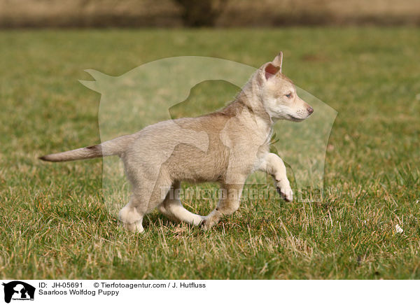 Saarloos Wolfdog Puppy / JH-05691