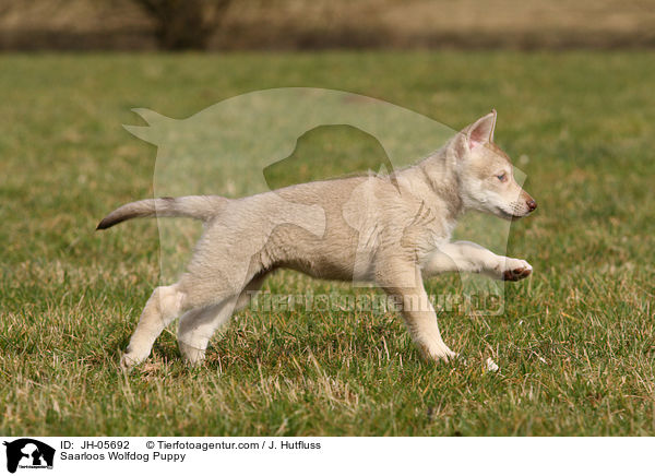 Saarloos Wolfdog Puppy / JH-05692