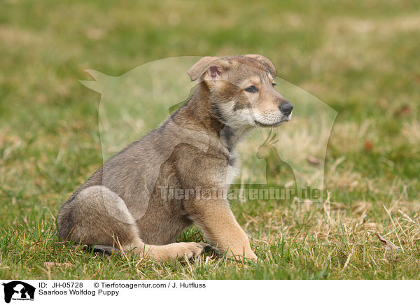 Saarloos Wolfdog Puppy / JH-05728