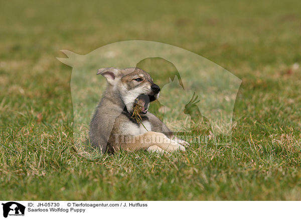 Saarloos Wolfdog Puppy / JH-05730