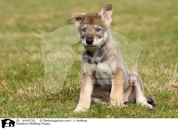 Saarloos Wolfdog Puppy / JH-05732