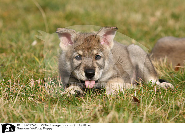 Saarloos Wolfdog Puppy / JH-05741