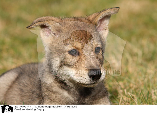 Saarloos Wolfdog Puppy / JH-05747