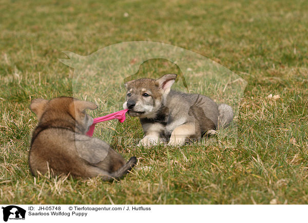 Saarloos Wolfdog Puppy / JH-05748